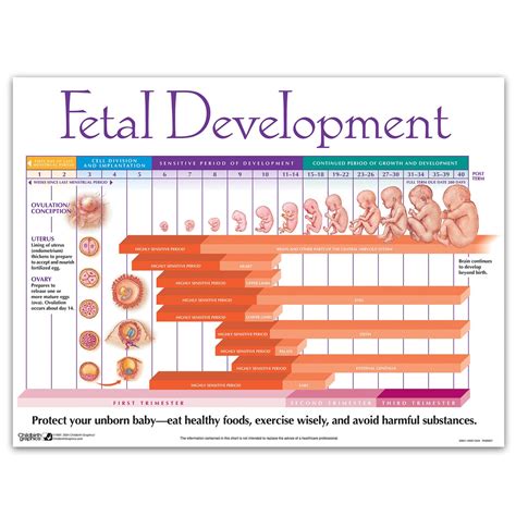 Physical development of the fetus