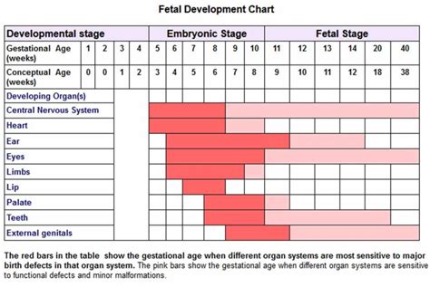 fetal sensory development at 8 weeks