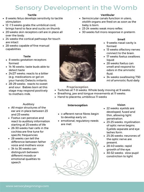 Sensory development of the fetus