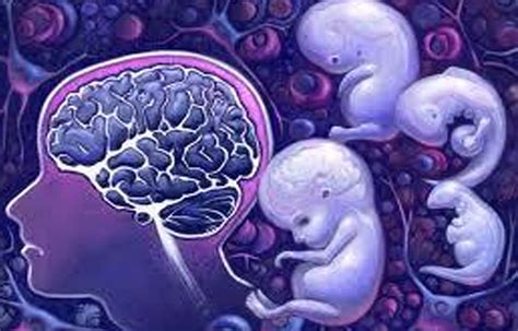 fetus brain development