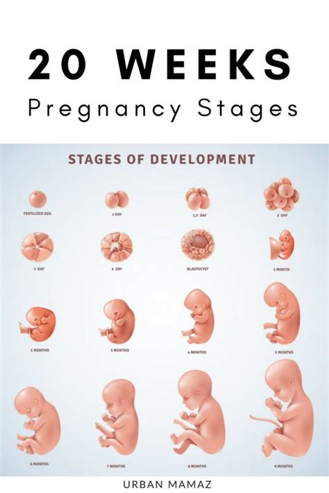 Fetus Development At 20 Weeks