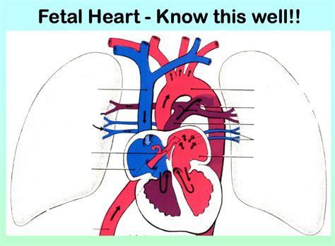 fetus heart development