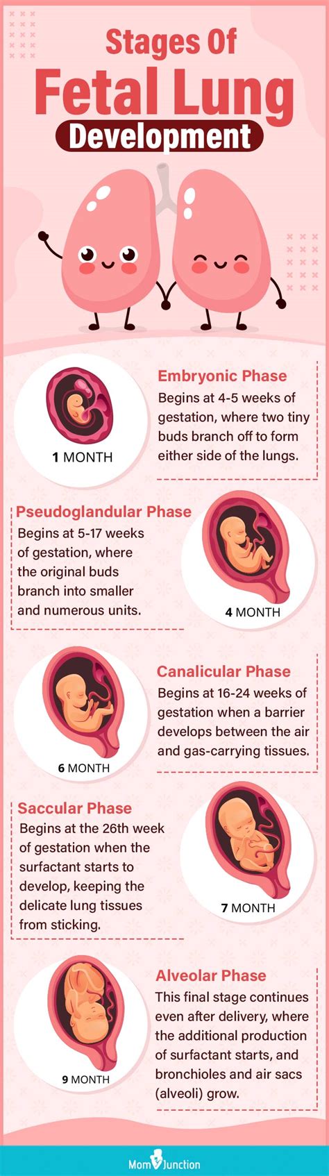 fetus lung development