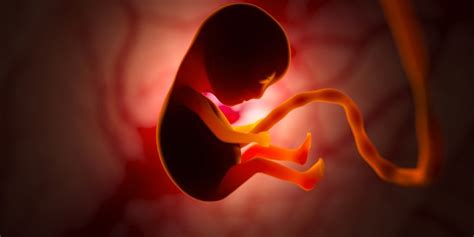 fetus sensory development