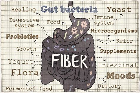 Fiber and Gut Health