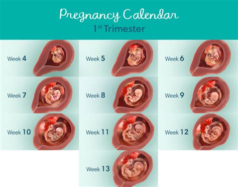 First Trimester Overview