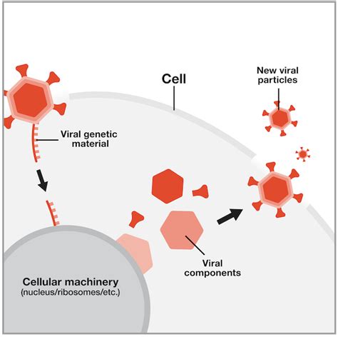Limitations of flu virus maps