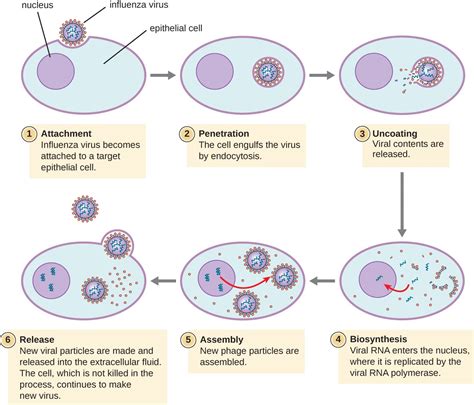 Next steps for flu virus maps