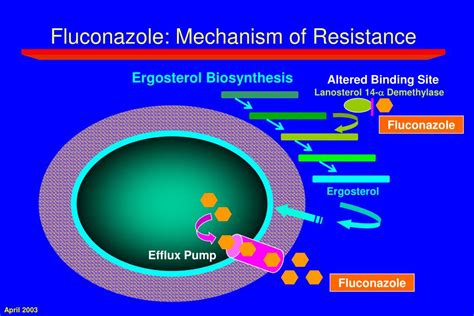 mechanism of fluconazole