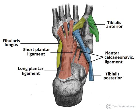 Foot Arch Anatomy