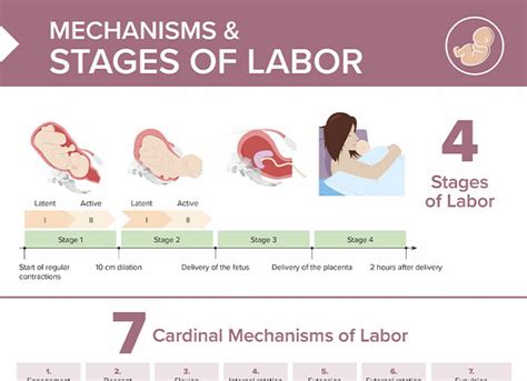 Fourth Stage of Labor