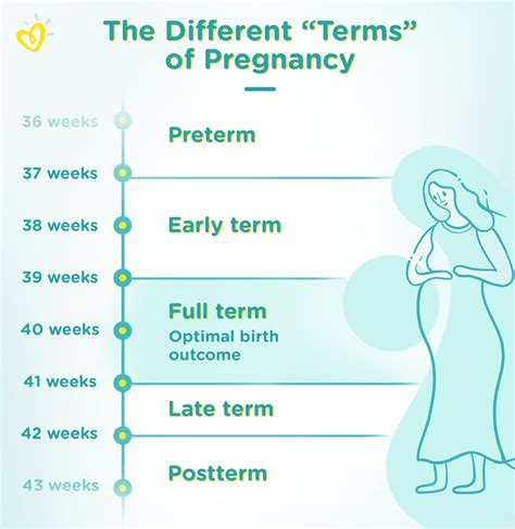 full term pregnancy precautions
