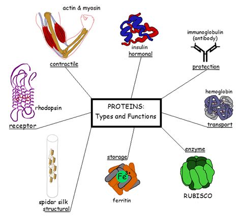 Functions of Proteins