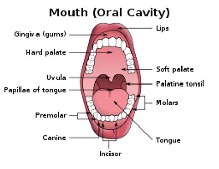 Functions of the Mouth Interior