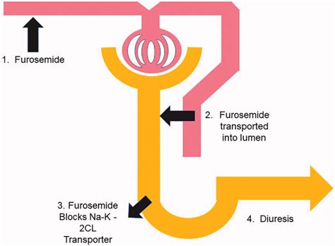 Furosemide Future