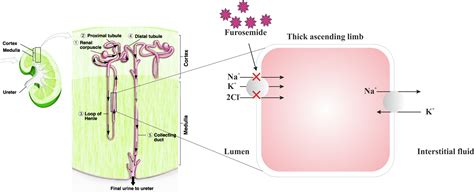 Furosemide Mechanism