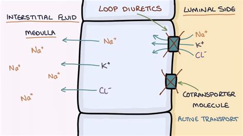 Furosemide Mechanism of Action