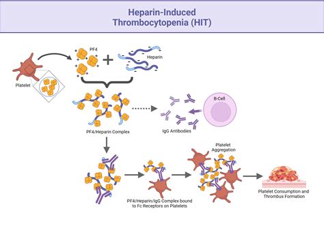 Future directions in heparin-induced thrombocytopenia