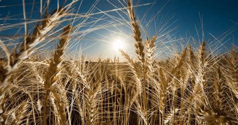 Future of grains
