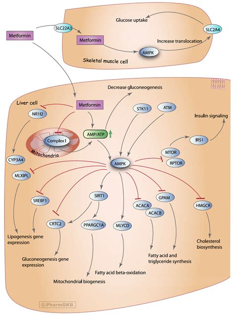 future perspectives of metformin hydrochloride