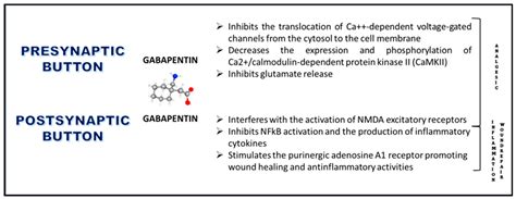 Gabapentin Mechanism of Action