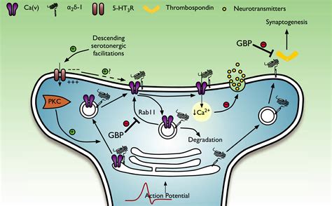 Mechanism of Gabapentin 100mg