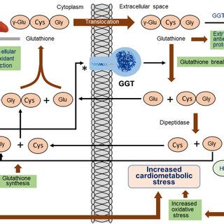 Gamma G Transferase and Antioxidant Defenses