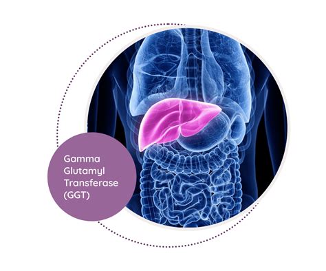 Benefits of Gamma G Transferase