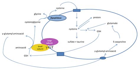 Working Mechanism of Gamma G Transferase