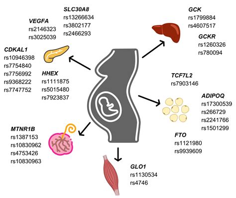 Genetic Predisposition and Gestational Diabetes