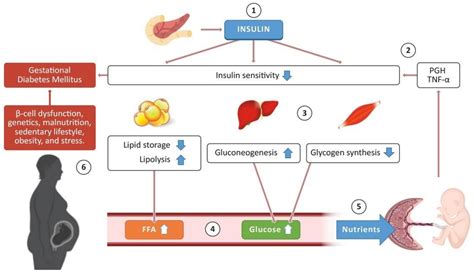 Gestational Diabetes and Hormonal Changes
