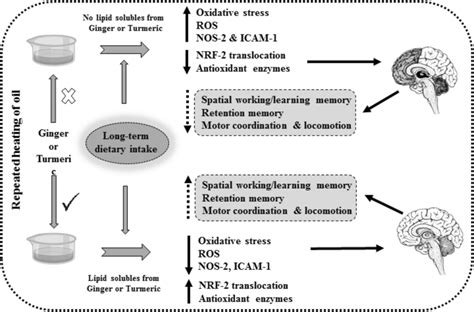 Ginger and Cognitive Function
