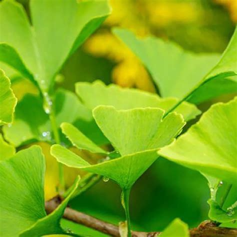ginkgo biloba