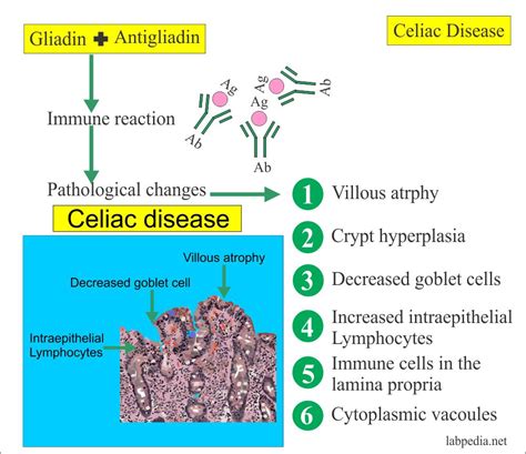 Gliadin antibody test