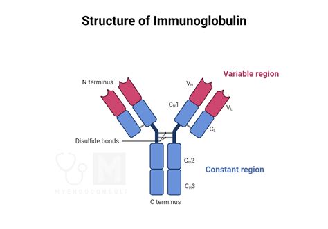 Globulin Protein
