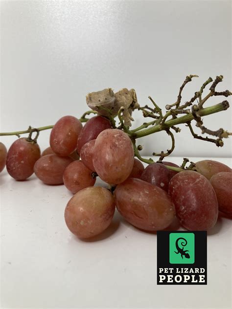 grapes conclusion