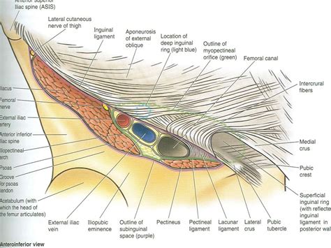 Groin Anatomy