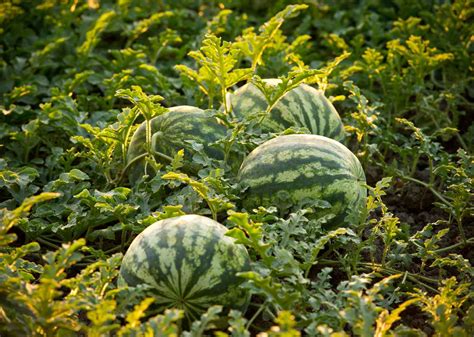 growing watermelon
