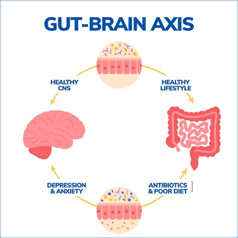 gut-brain axis