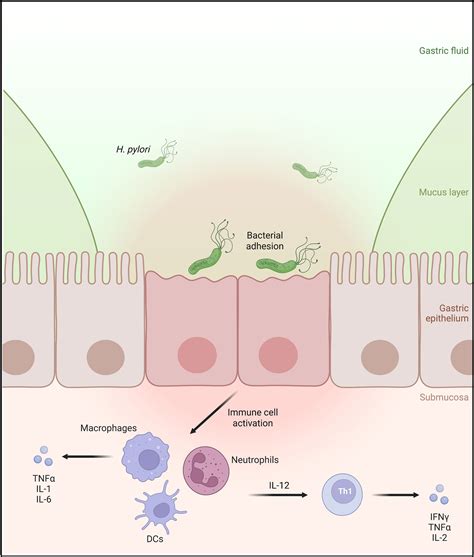 H Pylori Bacteria