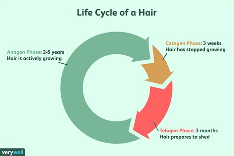 Hair growth cycle
