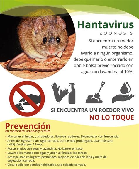 hantavirus prevention image