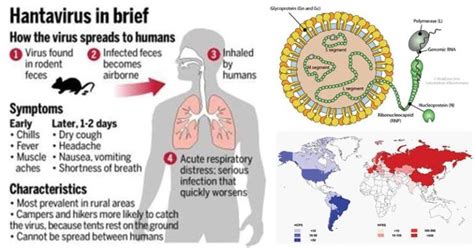 hantavirus types image
