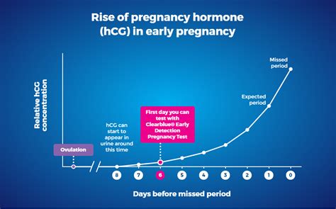hCG during pregnancy