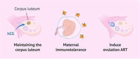 hCG hormone levels in pregnancy