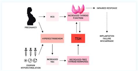 hcg level thyroid function