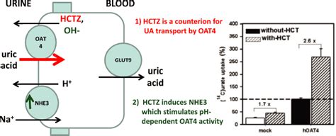 Hctz mechanism of action