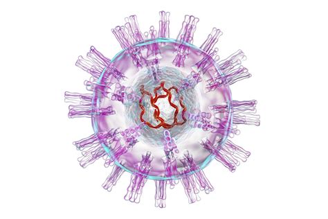 Herpes Virus
