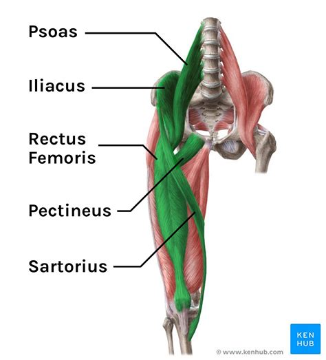 Hip Flexor Anatomy
