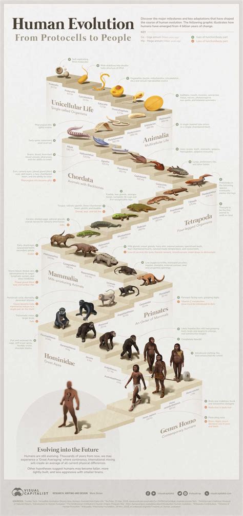 History and Evolution of HMOs
